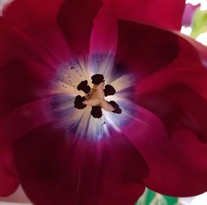 Meet your Posher, Louise